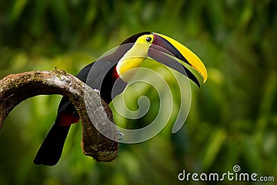 Chesnut-mandibled Toucan sitting on the branch in tropical rain with green jungle in background. Wildlife scene from nature with Stock Photo