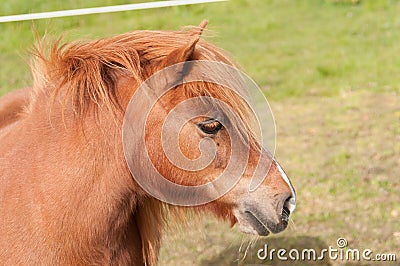 A chesnut shetland pony Stock Photo
