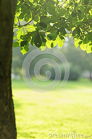 Chesnut tree with leaves Stock Photo
