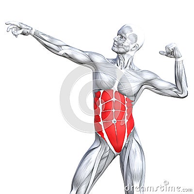 Chest fit strong human Cartoon Illustration