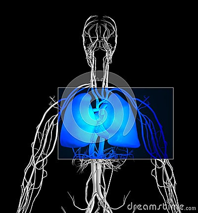 Chest MRI Stock Photo