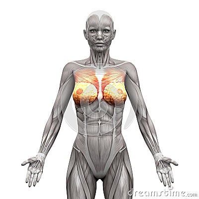 Chest Muscles - Pectoralis Major and Minor - Anatomy Muscles iso Cartoon Illustration