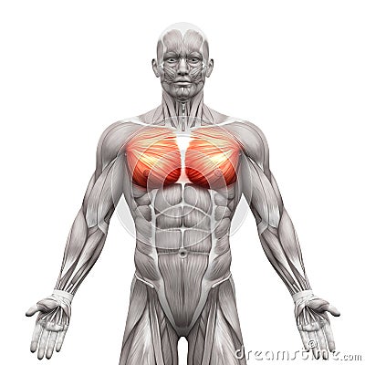 Chest Muscles - Pectoralis Major and Minor - Anatomy Muscles iso Cartoon Illustration