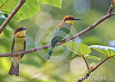 Chest-nut headed green bee eater Stock Photo
