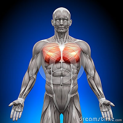 Chest / Pectoralis Major / Pectoralis Minor - Anatomy Muscles Stock Photo