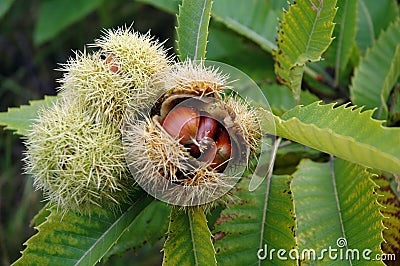 Chestnut Stock Photo