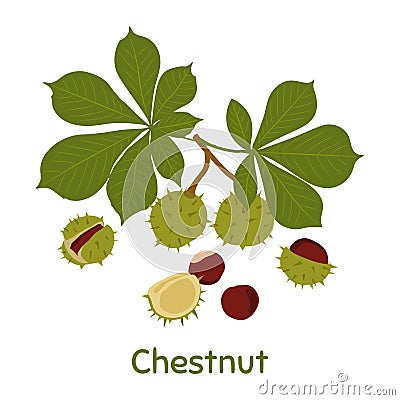 Chestnut, leaves and peels. Vector Illustration Vector Illustration