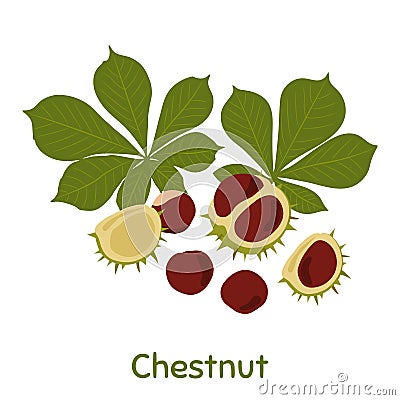 Chestnut, leaves and peels. Vector Illustration Vector Illustration