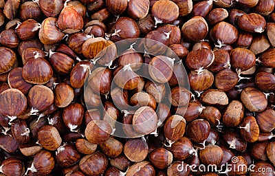 Chestnut Stock Photo