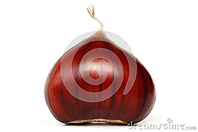 Chestnut Stock Photo