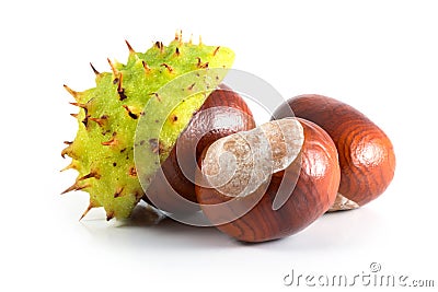 Chestnut Stock Photo