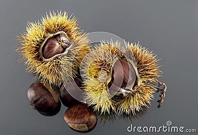 Chestnut Stock Photo