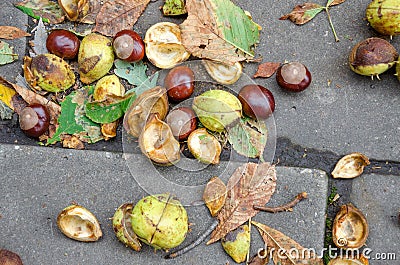 The chestnut acorns falling to the ground. Stock Photo