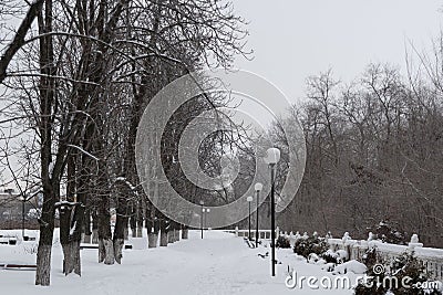 Chestnut alley in the winter park, with a textured lantern. Stock Photo