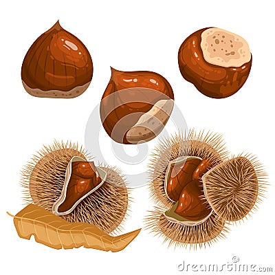 chestnut autumn brown set cartoon vector illustration Vector Illustration