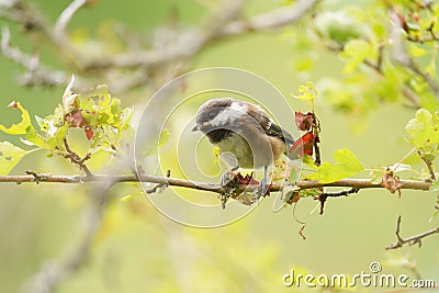 Chestnut-backed chickadee feeding in woods Stock Photo