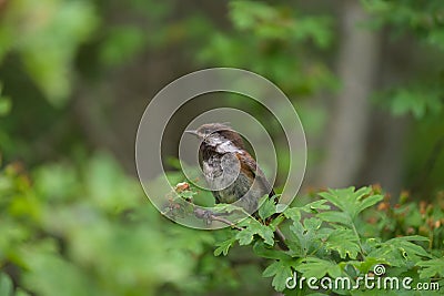 Chestnut-backed chickadee feeding in woods Stock Photo