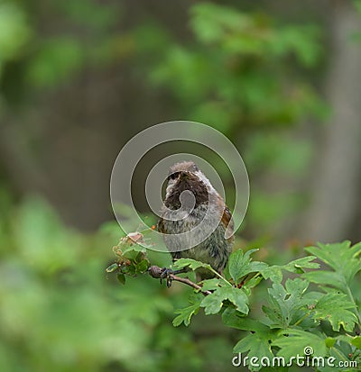 Chestnut-backed chickadee feeding in woods Stock Photo