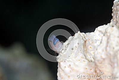 Chestnut blenny Stock Photo