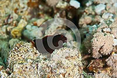 Chestnut blenny Stock Photo