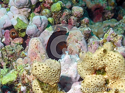 A Chestnut Blenny Cirripectes castaneus in the Red Sea Stock Photo