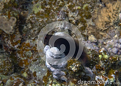 A Chestnut Blenny Cirripectes castaneus in the Red Sea Stock Photo