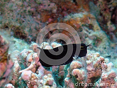 A Chestnut Blenny Cirripectes castaneus in the Red Sea Stock Photo