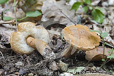 The Chestnut Bolete Gyroporus castaneus is an edible mushroom Stock Photo