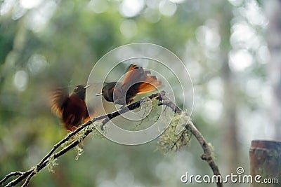 Chestnut-breasted coronet hummingbirds fighting Stock Photo