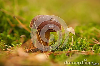 Chestnut, brown cap. Mushroom on the forest floor with moss and pine needles Stock Photo