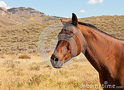Chestnut Brown Horse Stock Photo