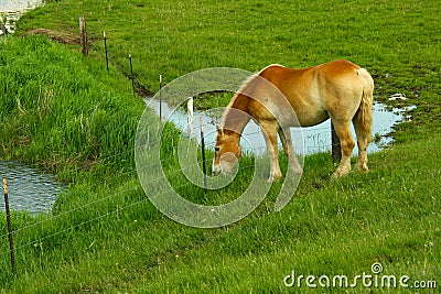A chestnut brown mare grazing in a field after a day working on an Amish farm in Wisconsin Stock Photo