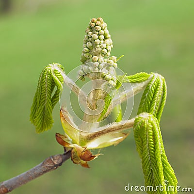 Chestnut bud Stock Photo