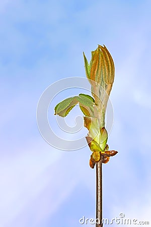 Chestnut bud Stock Photo