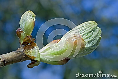 Chestnut bud Stock Photo