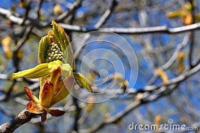 Chestnut bud Stock Photo