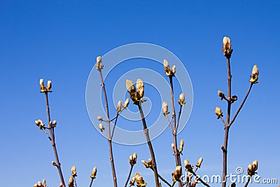 Chestnut bud tree on the clear blue sky background in spring. Horse-chestnut outside Stock Photo