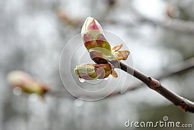 Chestnut Buds in the Rain. Horse chestnut tree buds Stock Photo