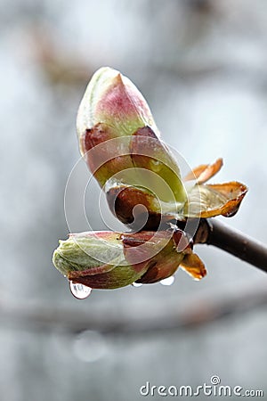 Chestnut Buds in the Rain. Horse chestnut tree buds Stock Photo