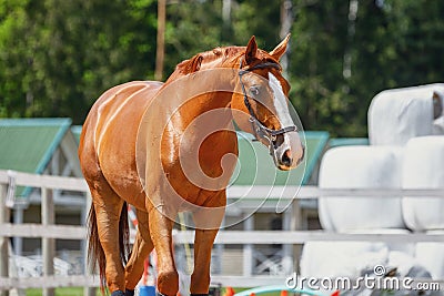 Chestnut budyonny dressage gelding horse with white line in brown bridle Stock Photo