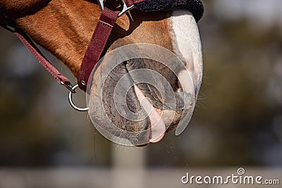 Chestnut budyonny gelding horse mouth with tongue out Stock Photo