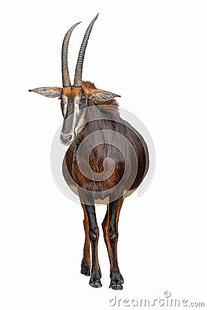 Chestnut colored sable antelope full body front view Stock Photo