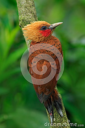 Chestnut-coloured Woodpecker, Celeus castaneus, brawn bird with red face from Costa Rica Stock Photo