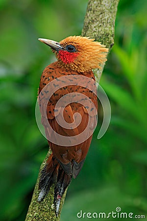 Chestnut-coloured Woodpecker, Celeus castaneus, brawn bird with red face from Costa Rica Stock Photo