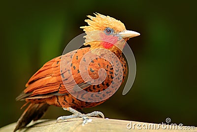 Chestnut-coloured Woodpecker, Celeus castaneus, brawn bird with red face from Costa Rica. Woodpecker with yellow crest and red fac Stock Photo