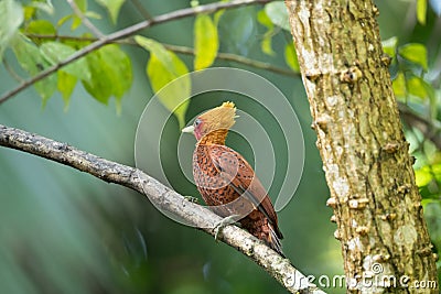 Chestnut-coloured Woodpecker, Celeus castaneus, Stock Photo