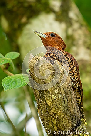 Chestnut-coloured Woodpecker, Celeus castaneus, Stock Photo