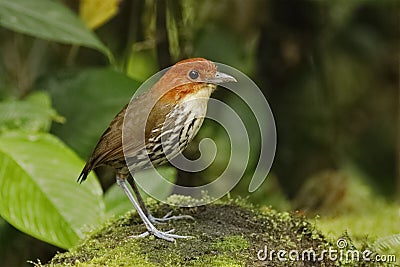 Chestnut-crowned Antpitta foraging in a tropical forest - Ecuador Stock Photo