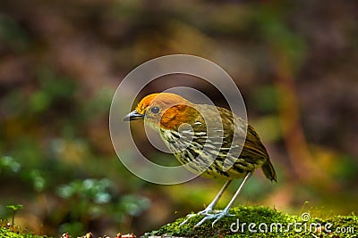 Chestnut Crowned Antpitta Stock Photo