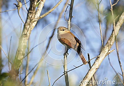 Chestnut-crowned becard, Pachyramphus castaneus Stock Photo